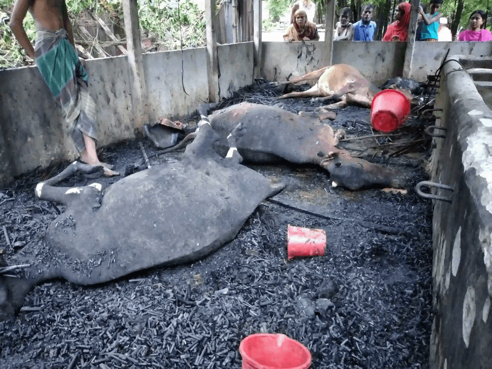 মশার কয়েল আগুন থেকে গরু ছাগলের মৃত্যু 