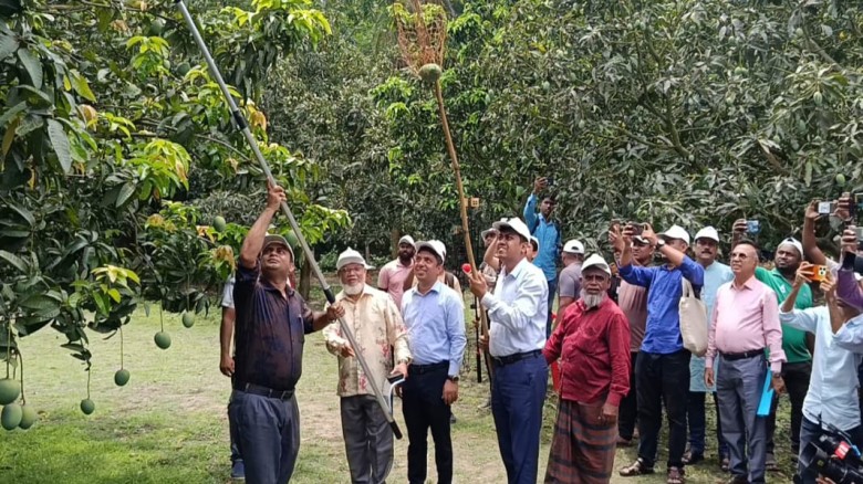 সাতক্ষীরায় আনুষ্ঠানিকভাবে আম সংগ্রহের উদ্বোধন