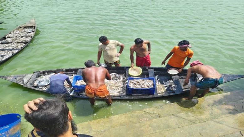 শার্শায় বিদ্যুৎ বিভ্রাটে সোনামুখো বিলে ১৫ কোটি টাকার মাছ নিধন